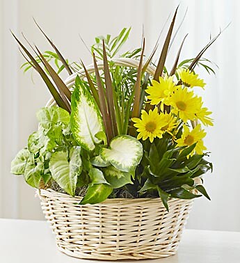 Dish Garden &amp;amp; Fresh Cut Flowers