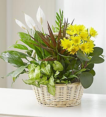Dish Garden &amp;amp; Fresh Cut Flowers