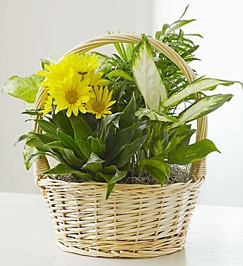 Dish Garden &amp;amp; Fresh Cut Flowers