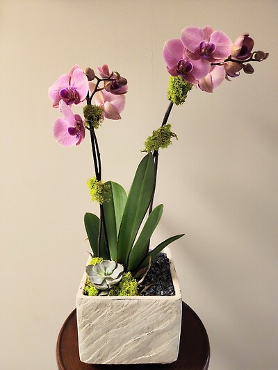 Double Stem Elegant Orchid